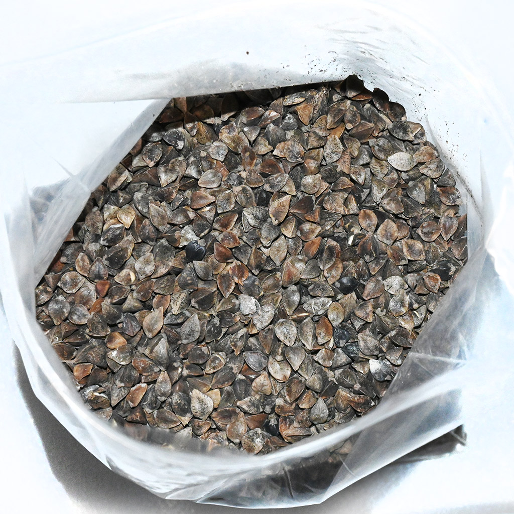 Buchweizen - 0,5 kg