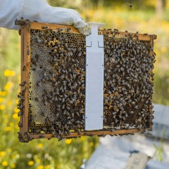 Calistrip Biox 6,44 g – 10 Streifen