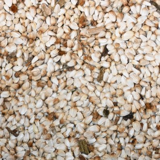Färberdistel Saflor (Samen / Bienenweide) - 0,5 kg