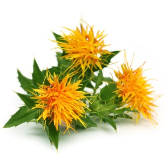 Färberdistel Saflor (Samen / Bienenweide) - 0,5 kg