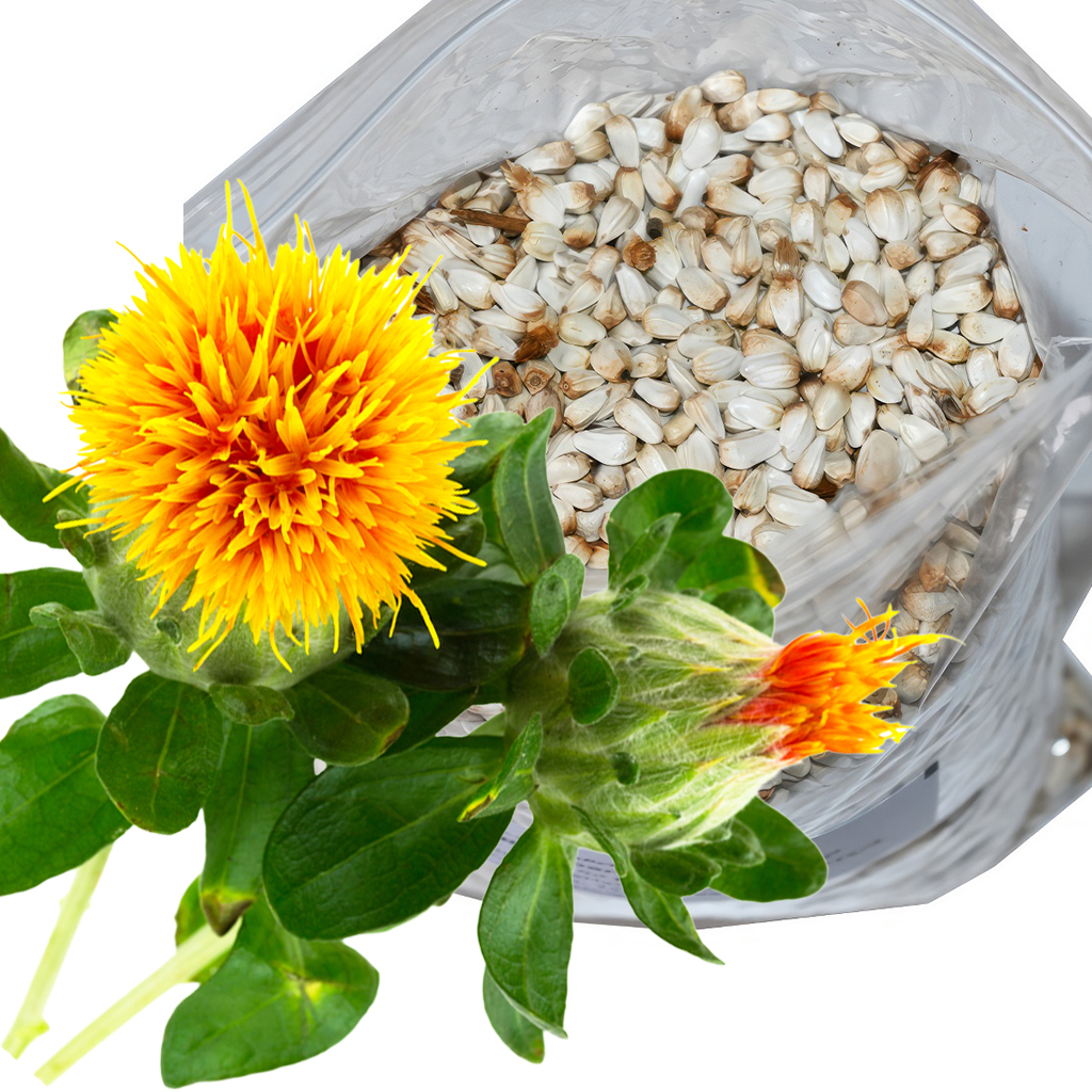 Färberdistel Saflor (Samen / Bienenweide) - 0,5 kg